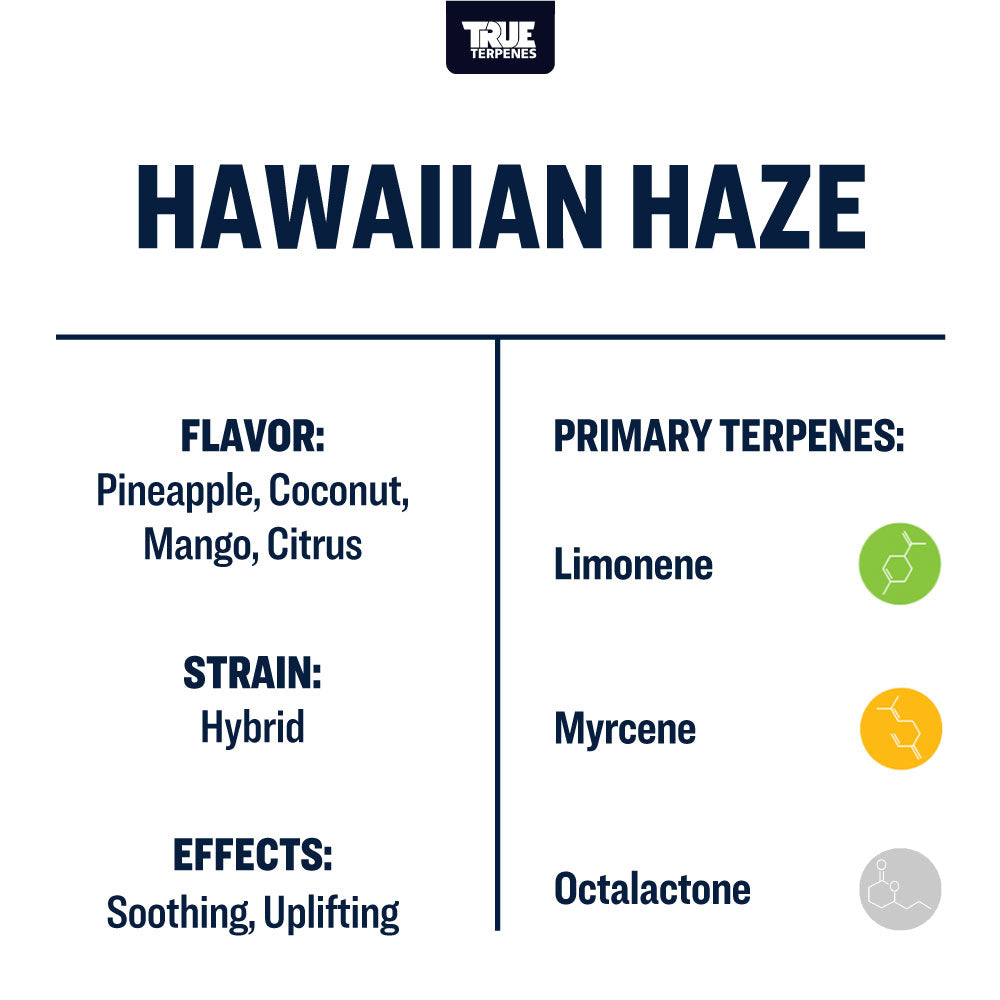 Hawaiian Haze Infused